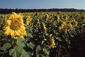 RWT 0404 392-12 Germany Sunflowers